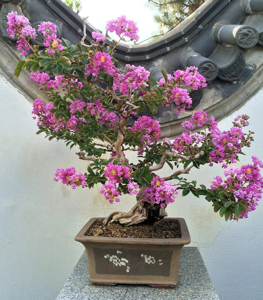 Selyemmirtusz bonsai