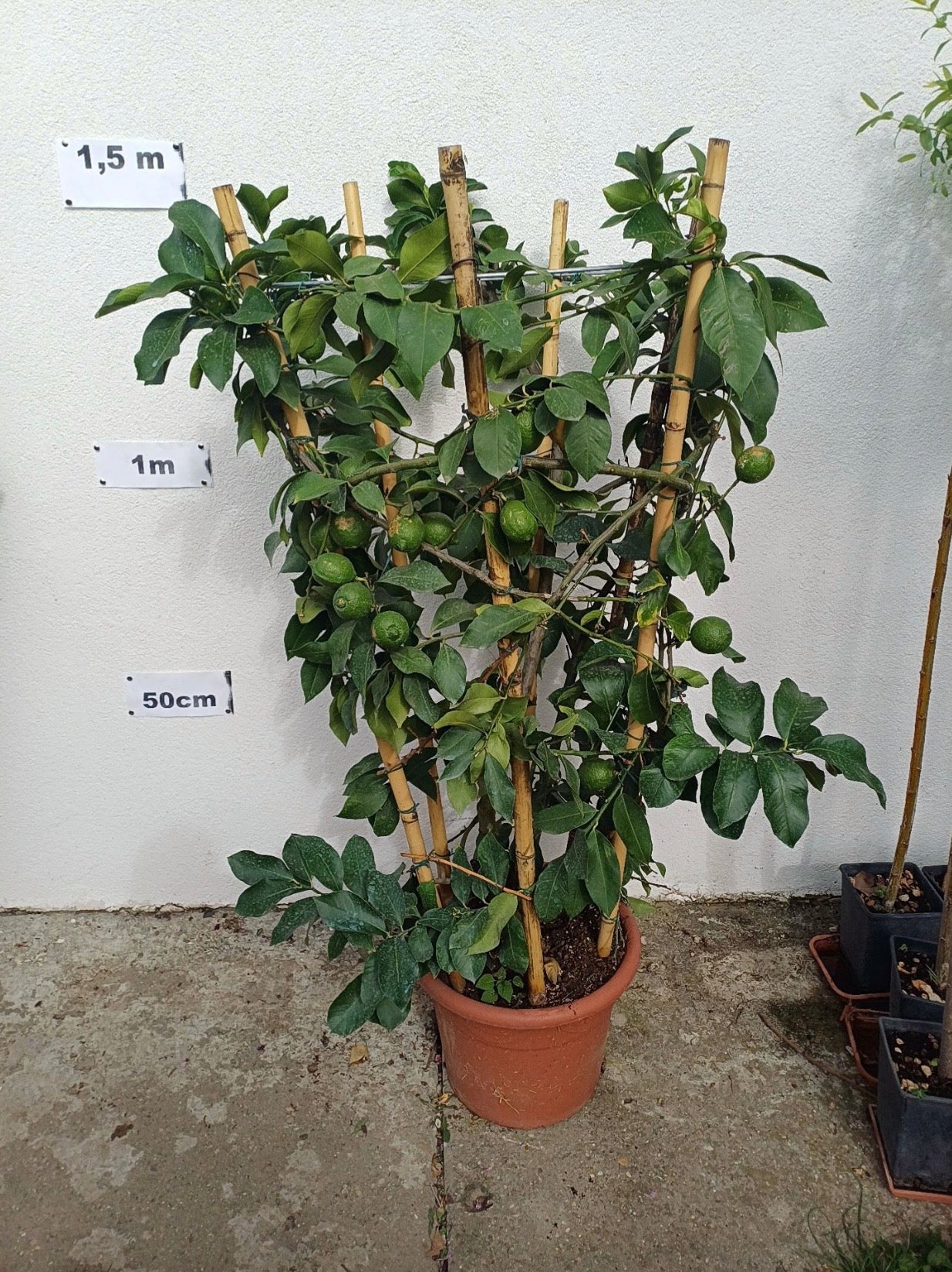 Citrom Fonott Közepes