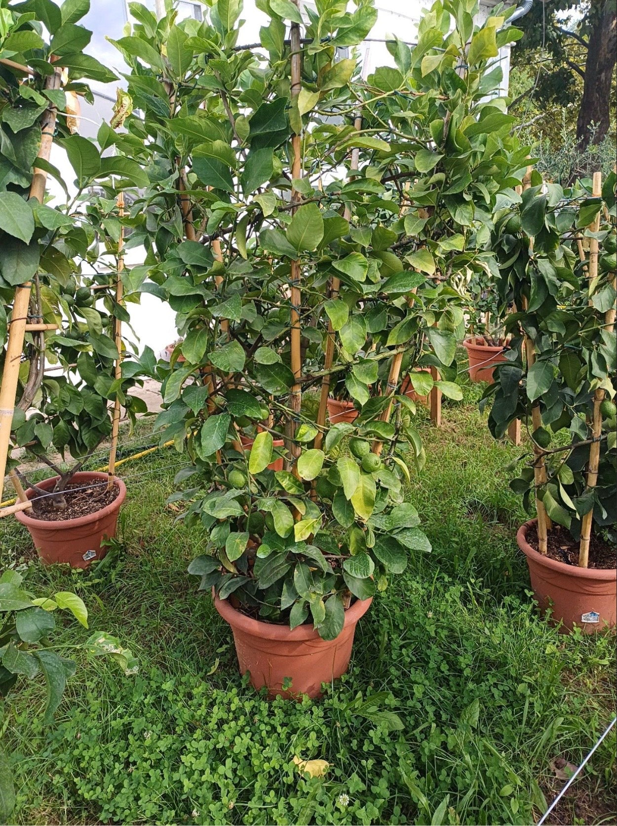 Citrom Fonott Óriás