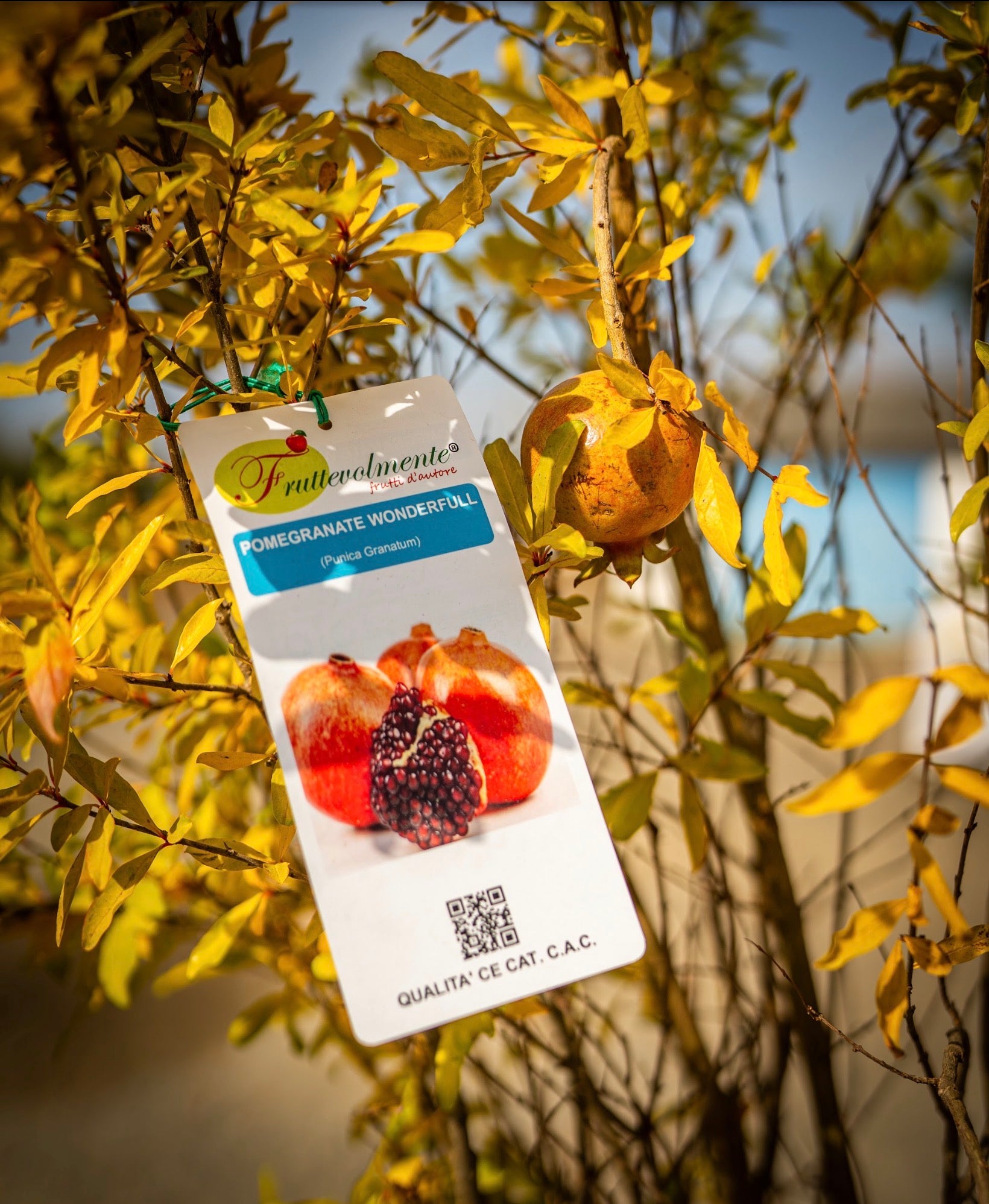 Gránátalma törzses