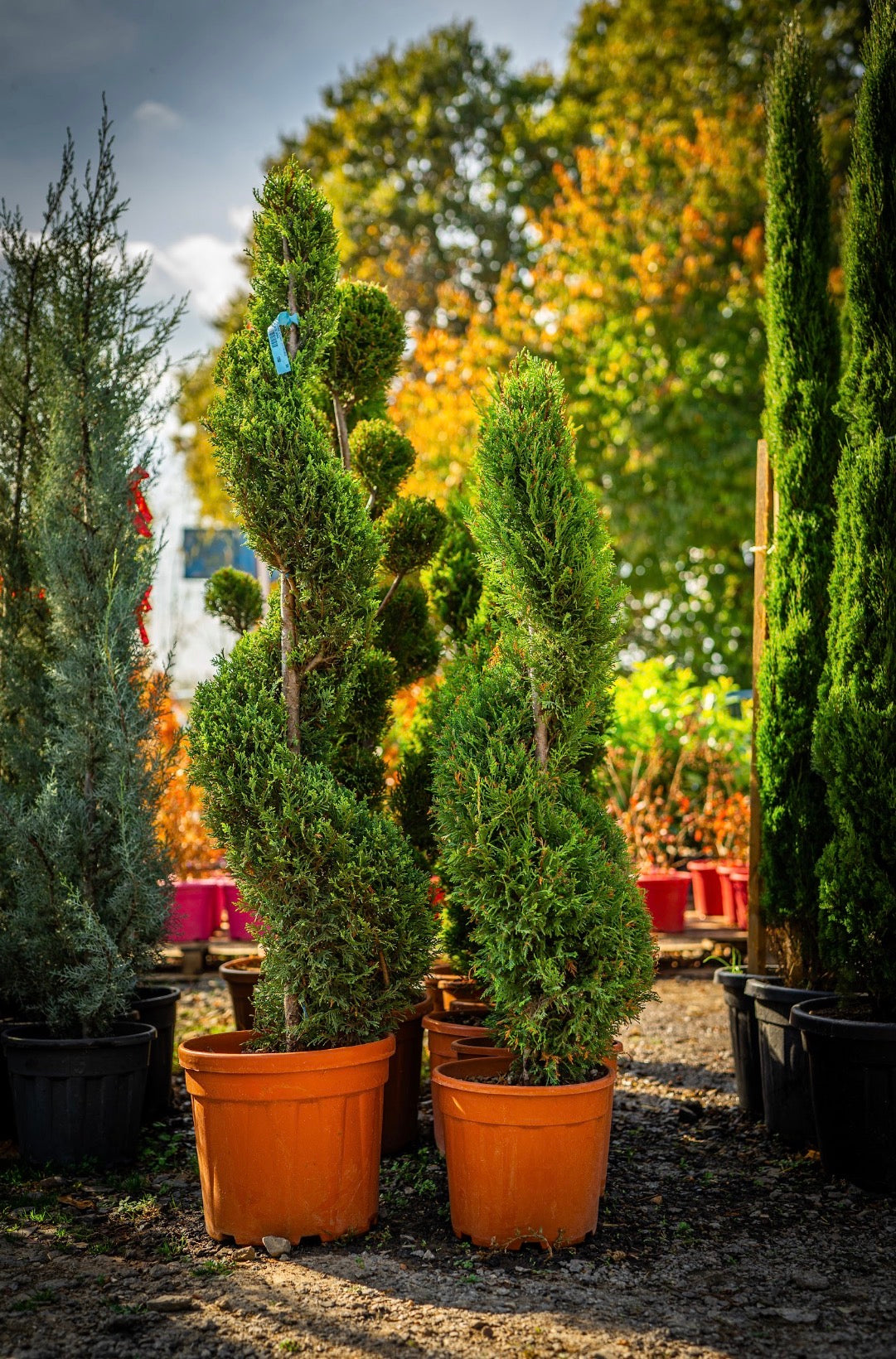 Leylandi ciprus spirál