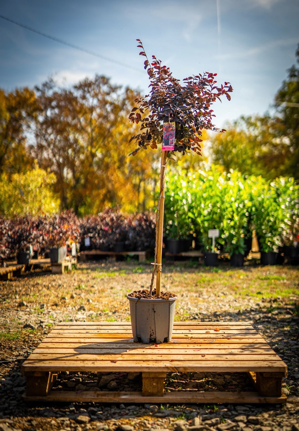 Törzses 150cm-170cm