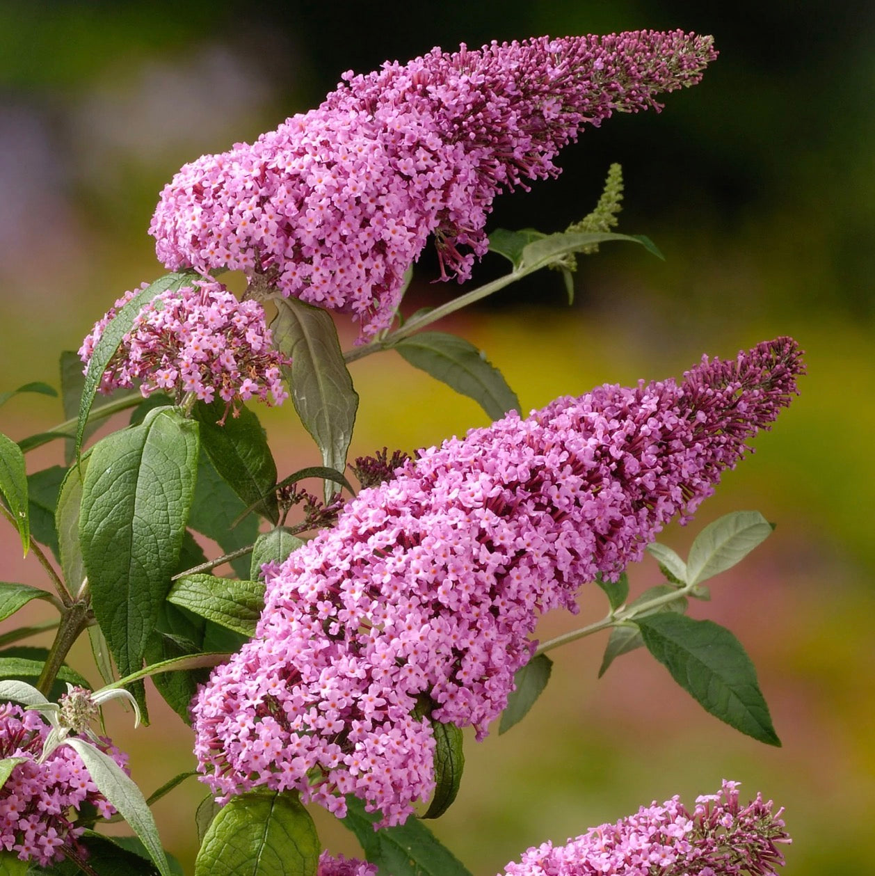 Summer Lilac (Purple, white, pink)