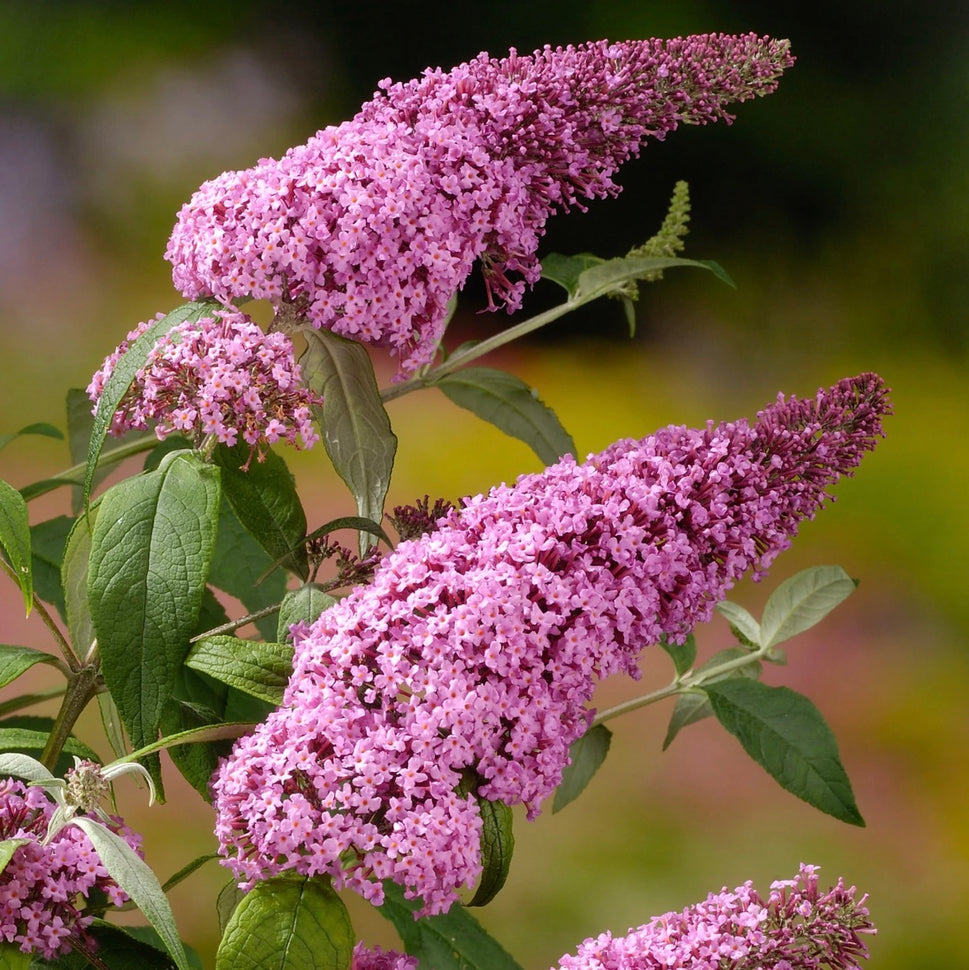Summer Lilac (Purple, white, pink)