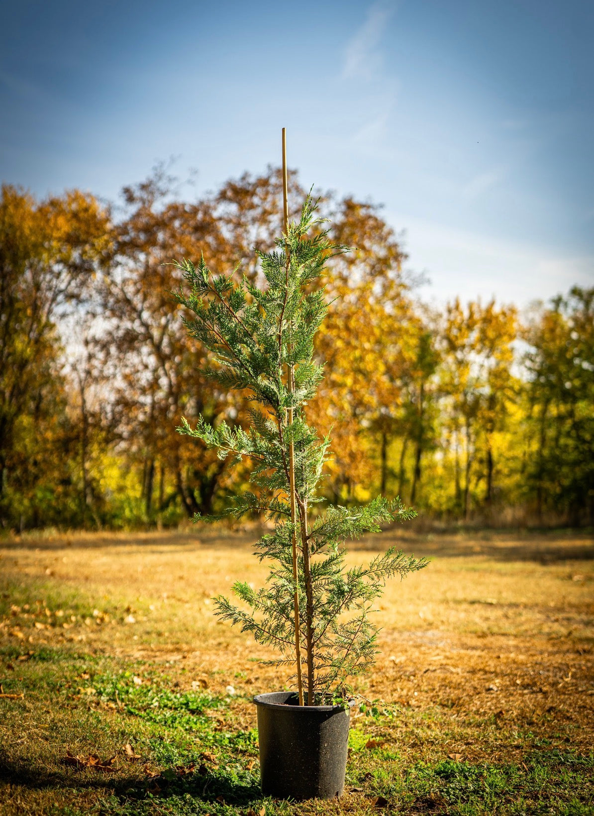 Leylandi ciprus bokor