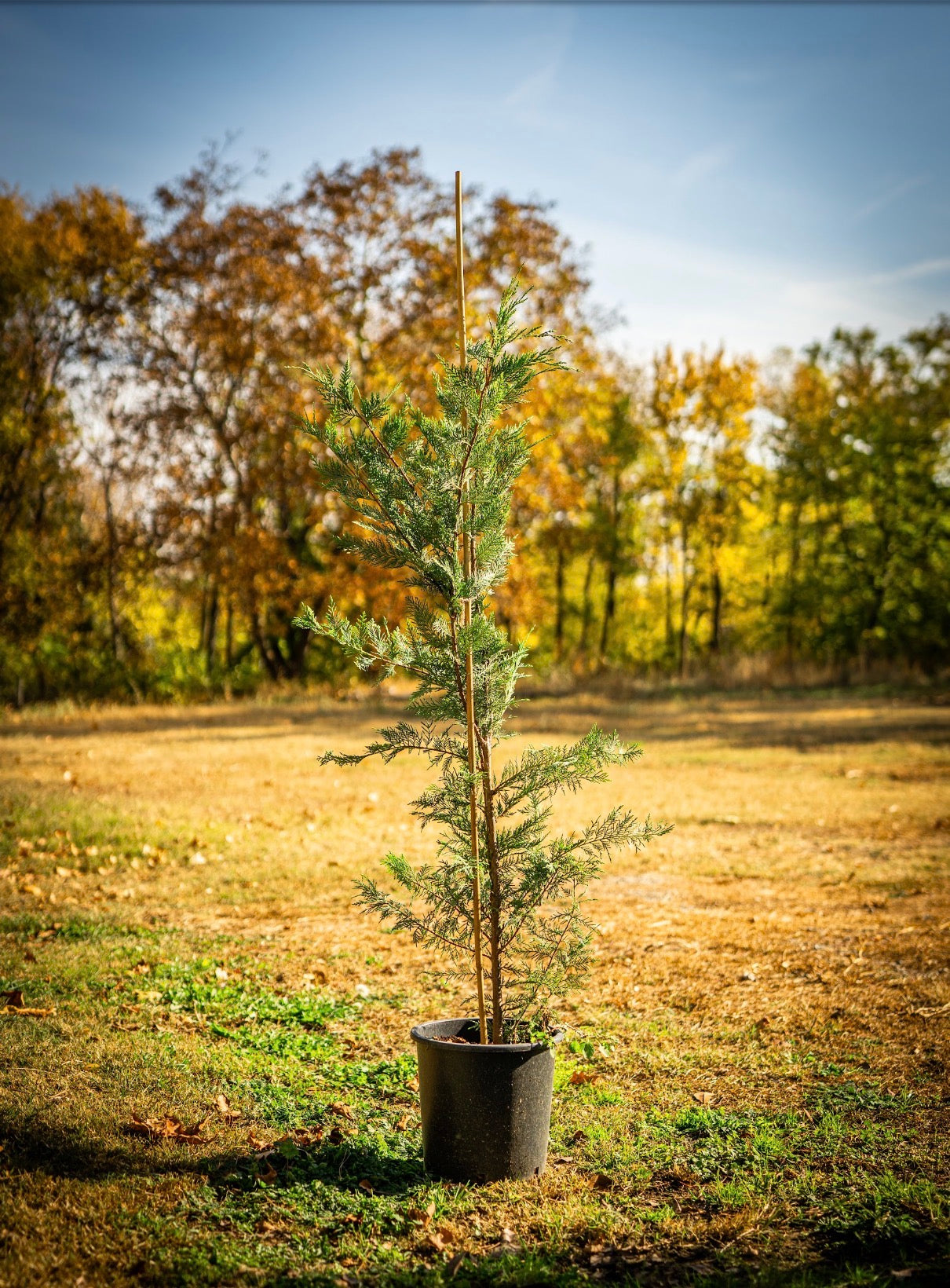 Leylandi ciprus bokor