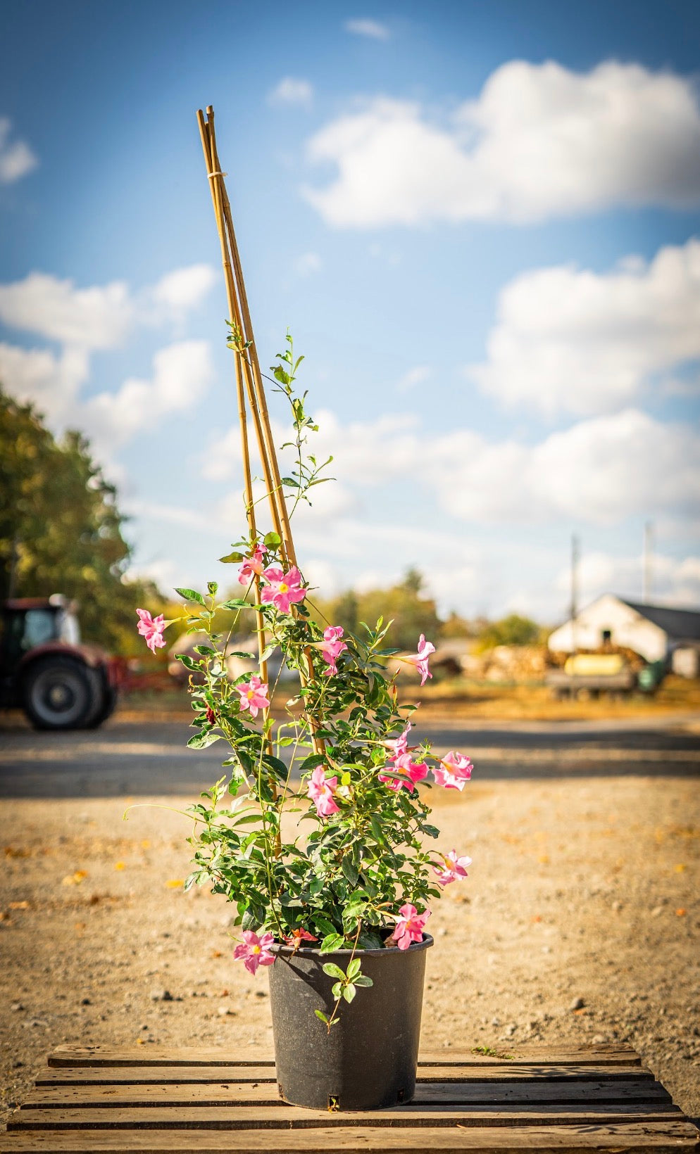 Tölcsérjázmin rózsaszín