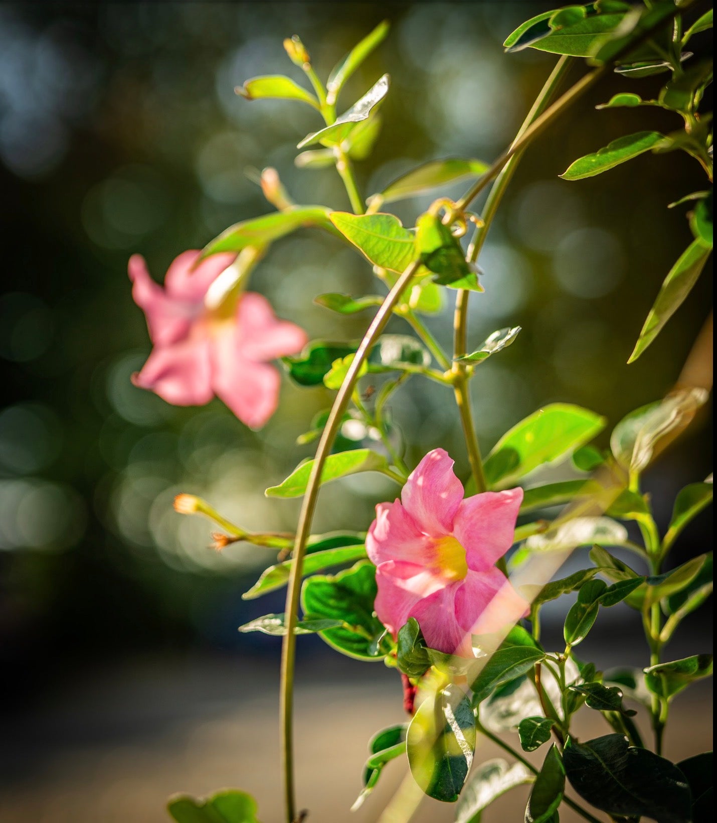 Tölcsérjázmin rózsaszín