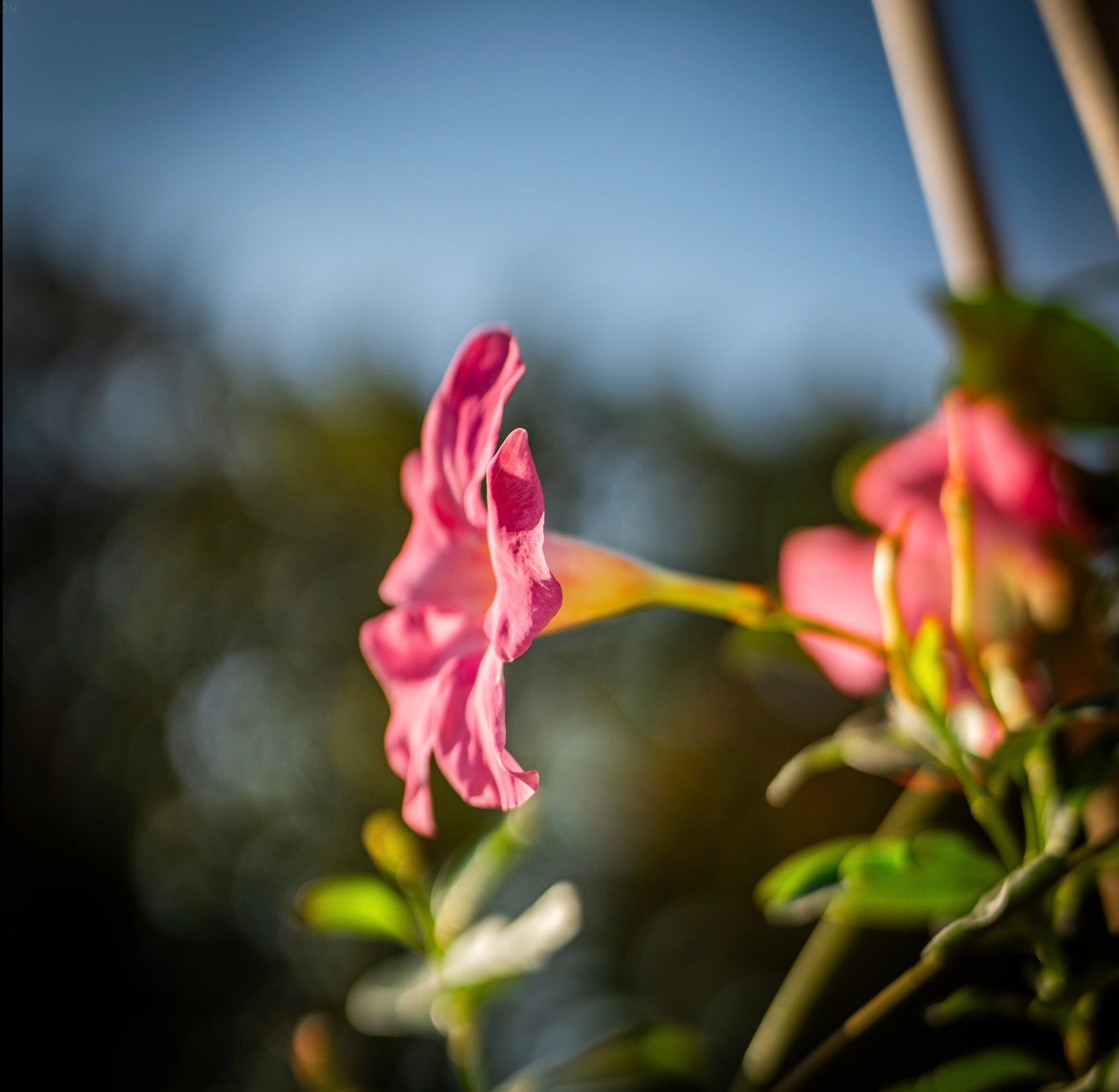 Tölcsérjázmin rózsaszín
