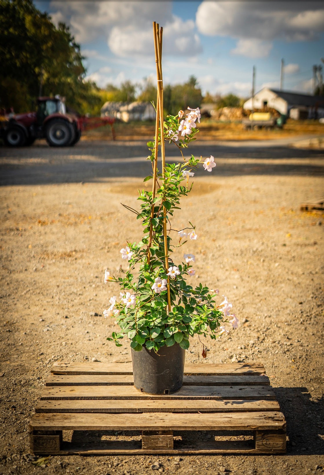Tölcsérjázmin fehér
