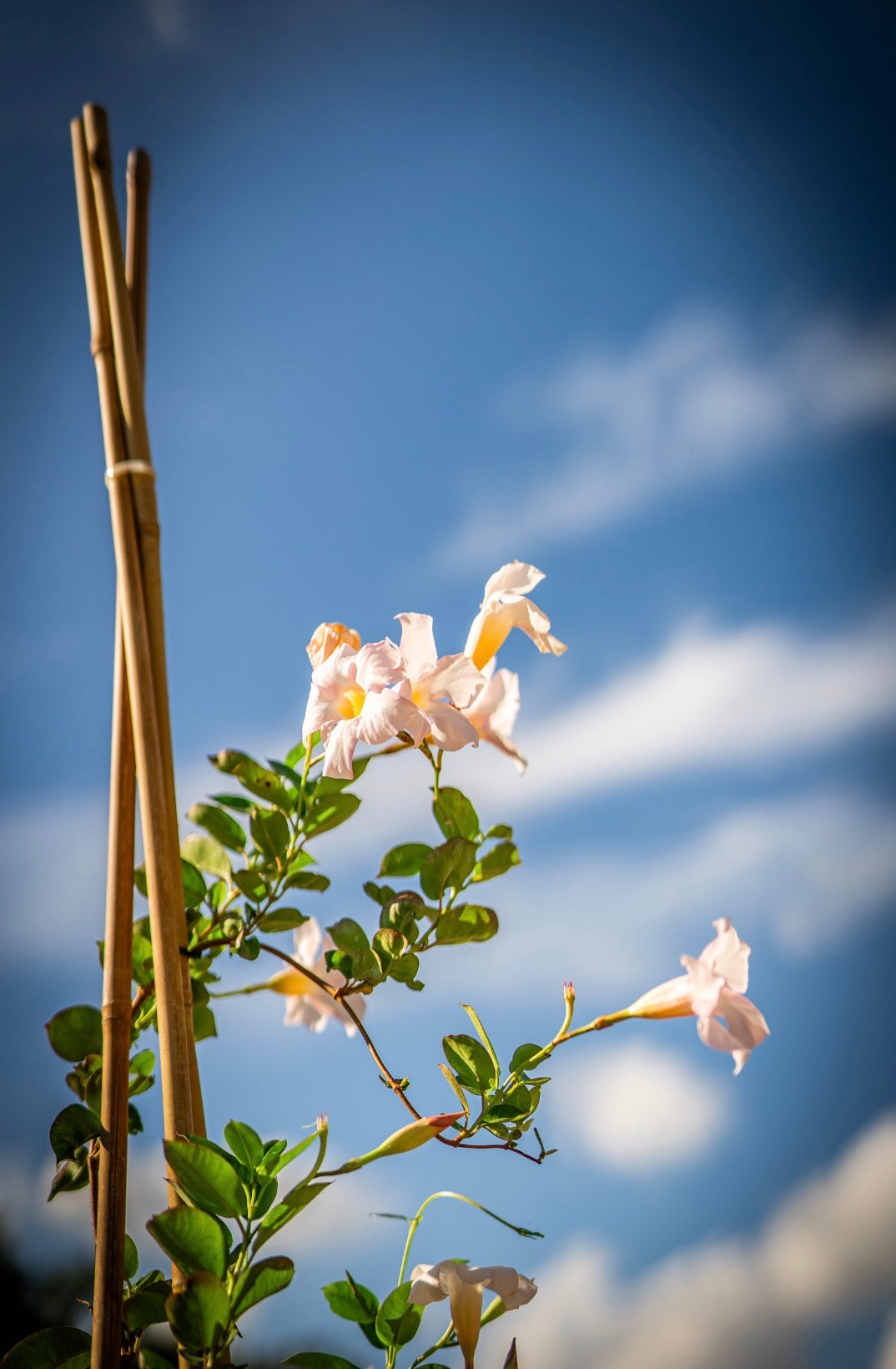 Tölcsérjázmin fehér