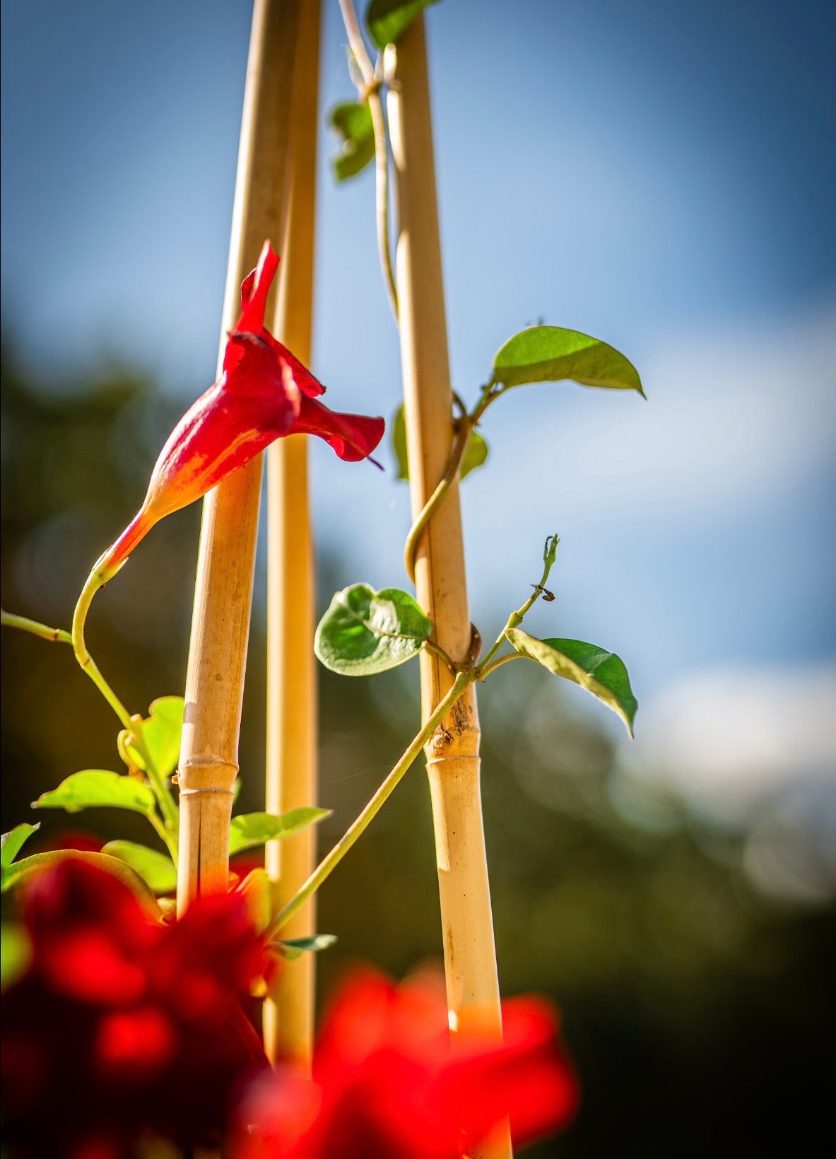 Tölcsérjázmin piros