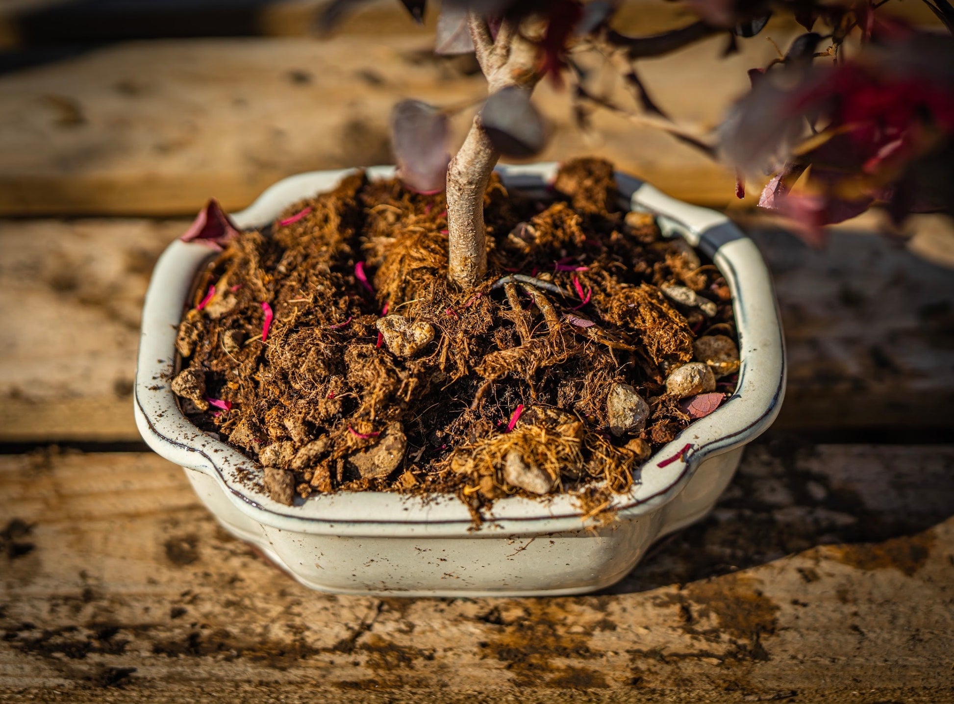 Kínai rojtosvirág bonsai