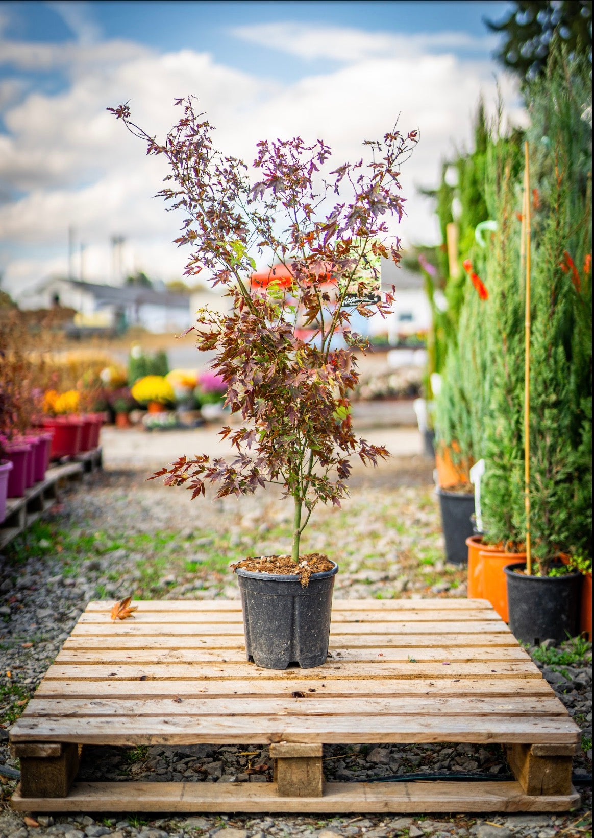 Japán juhar orange dream