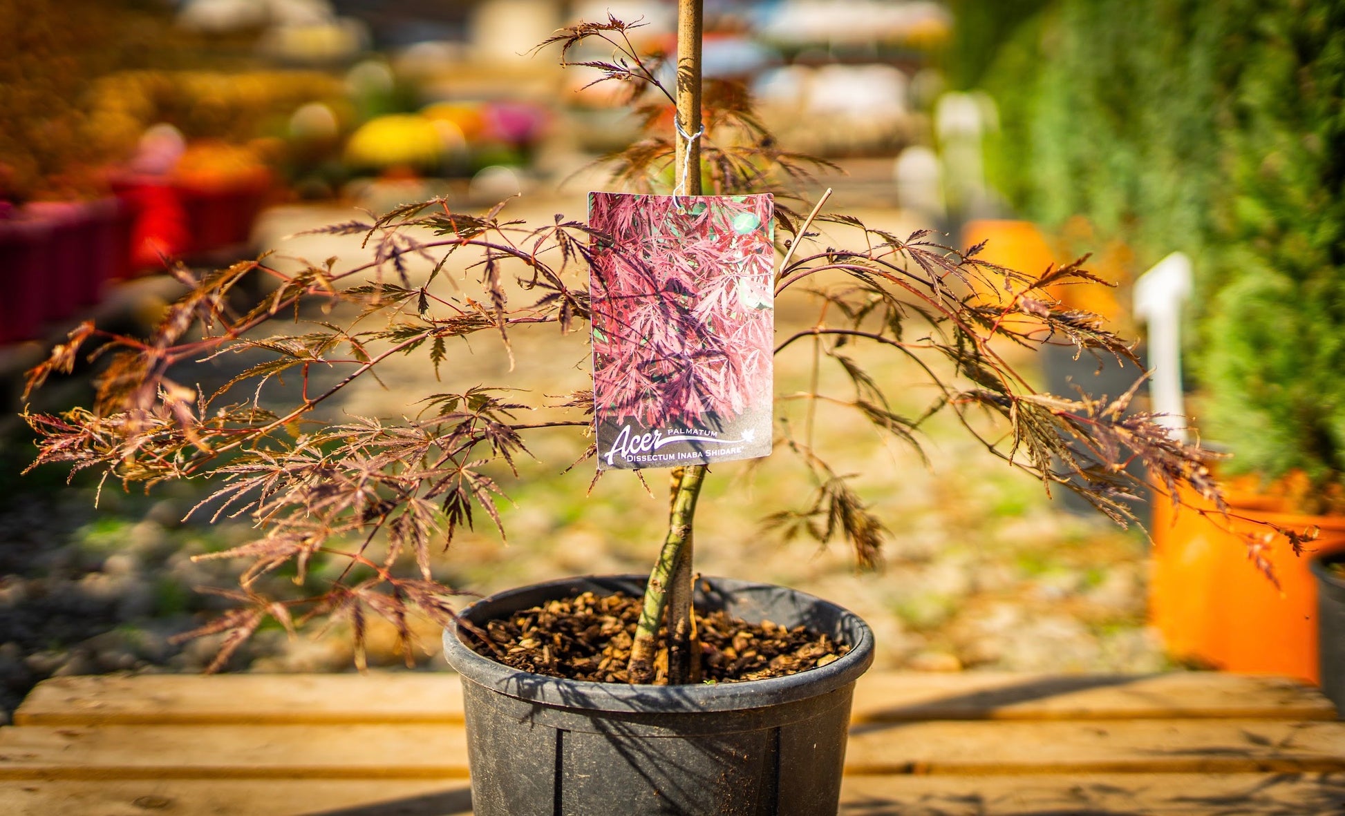 Japán juhar dissectum inaba shidare