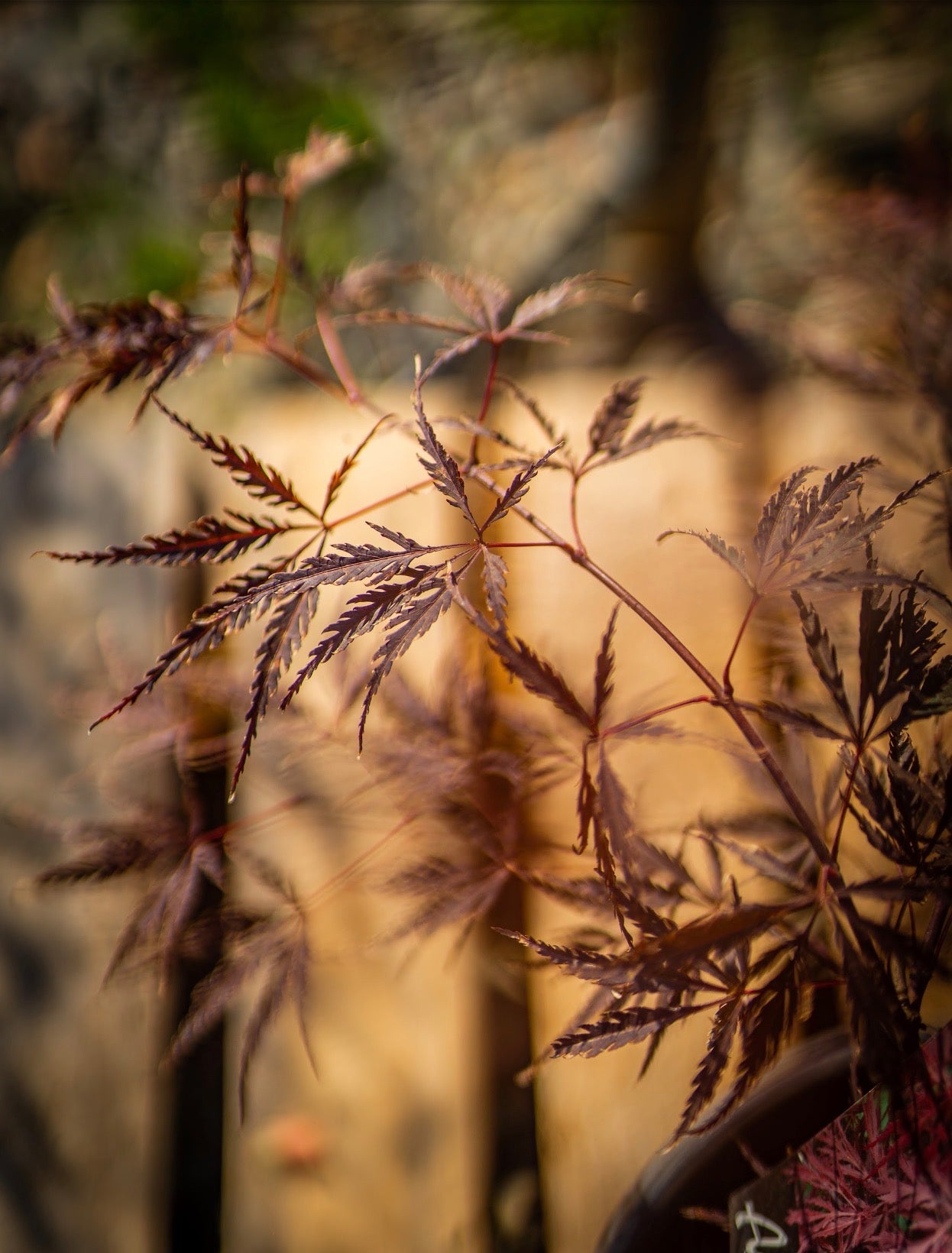 Japán juhar dissectum inaba shidare