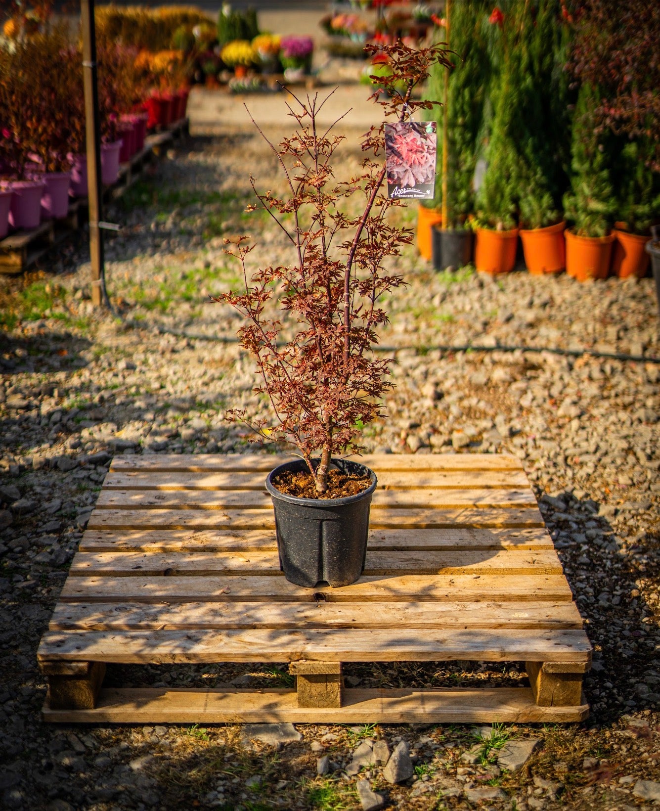 Japán juhar skeeters broom