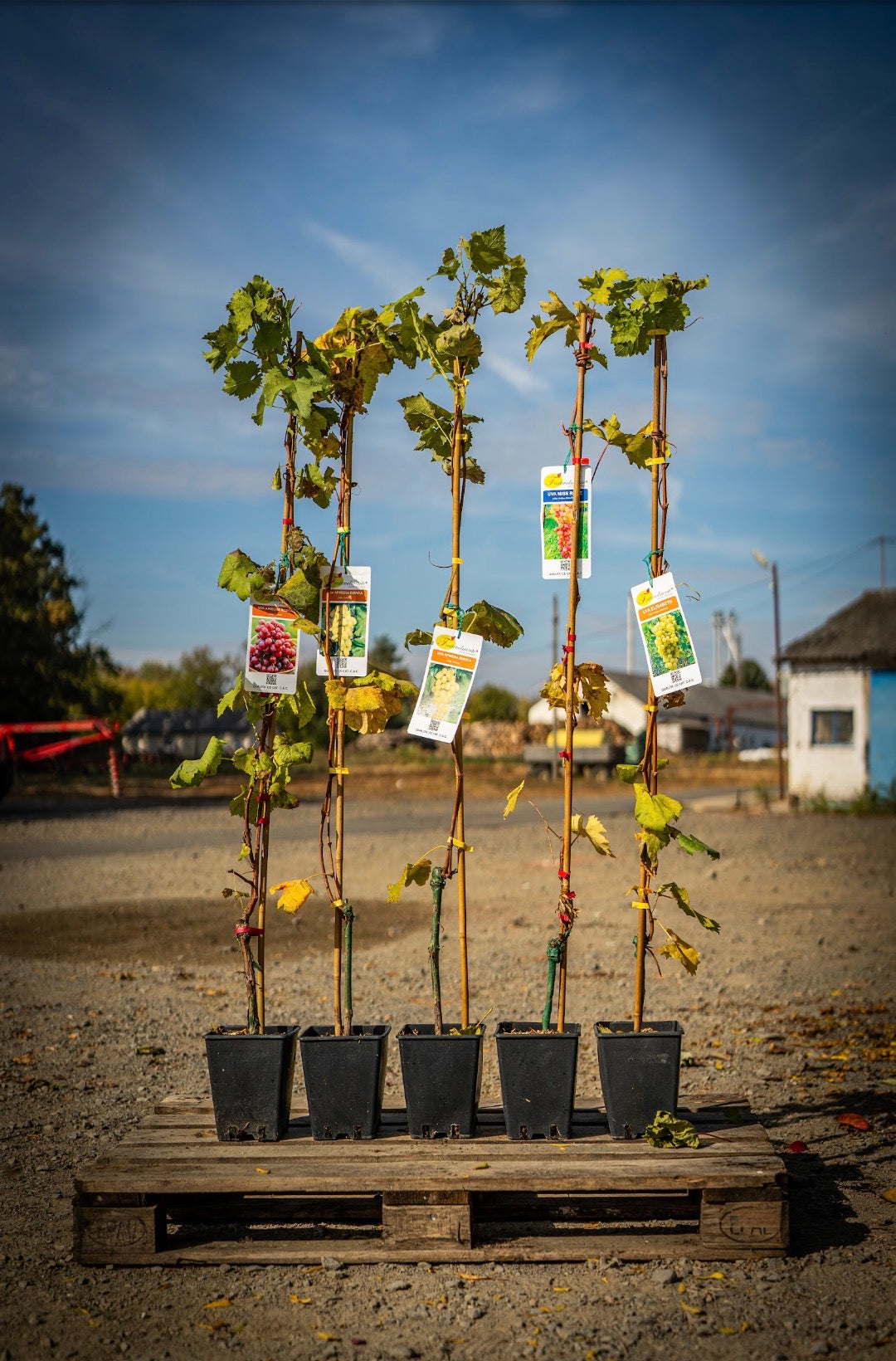 Szőlő (Argentina, Vittoria, Vinifera, Zemira, Alphonse lavalle, Cardinal, Italia) 180cm