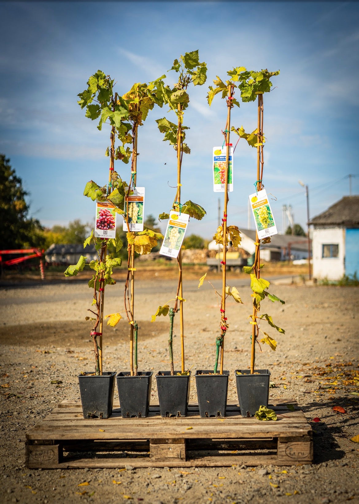Szőlő (Argentina, Vittoria, Vinifera, Zemira, Alphonse lavalle, Cardinal, Italia) 180cm