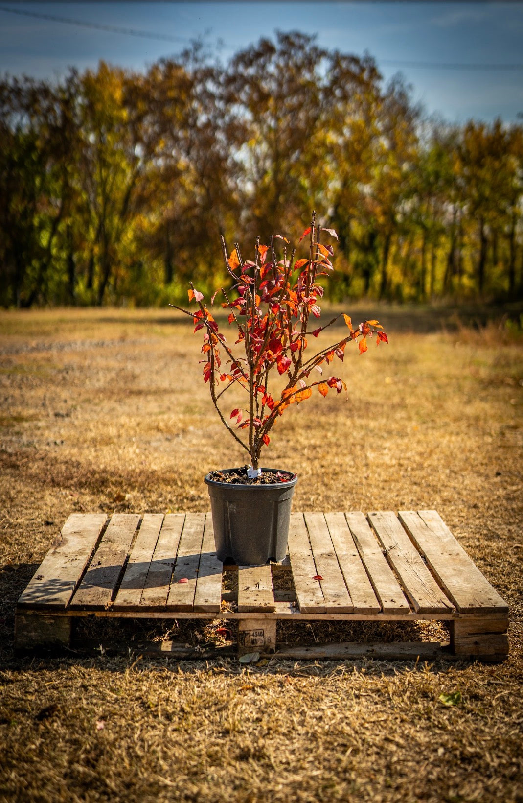 Kecskerágó piros 242 60cm