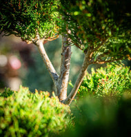 Leylandi ciprus totem 175-200cm