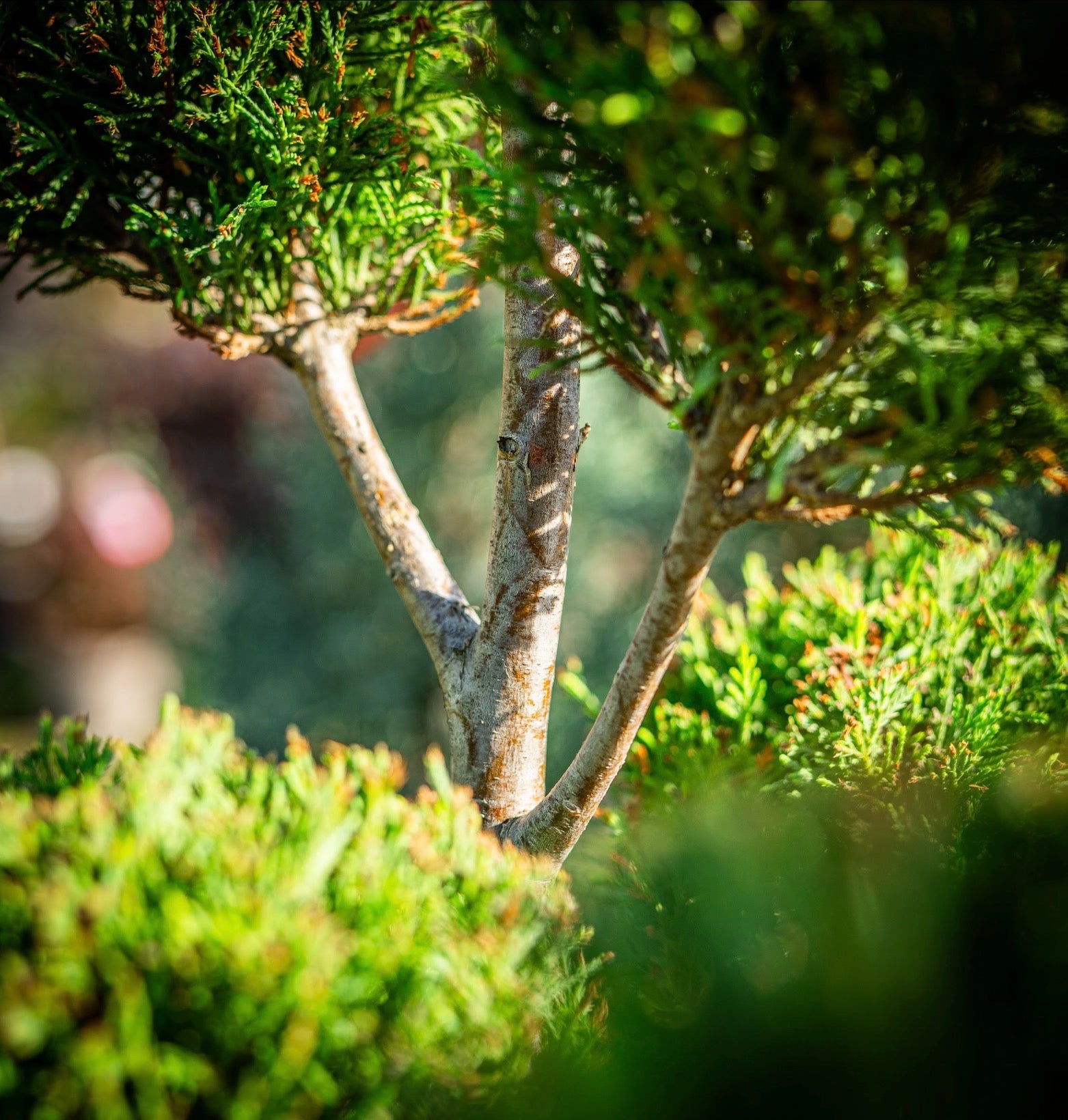 Leylandi ciprus totem 175-200cm