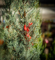 Leylandi ciprus spirál