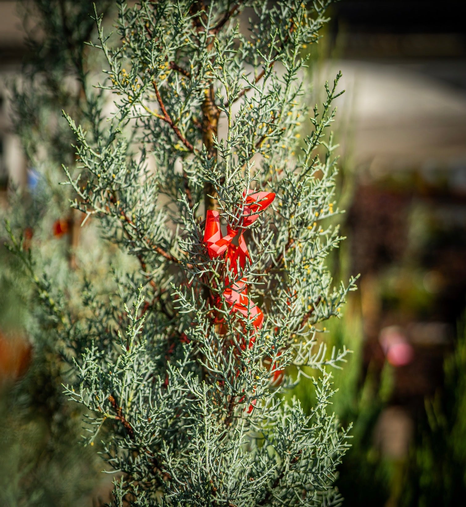 Leylandi ciprus spirál