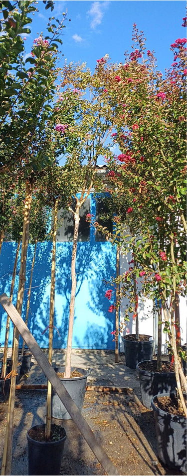 Indica törzses Törzsmagasság