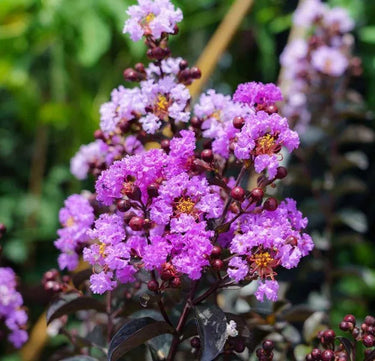 Selyemmírtusz black diamond törzses