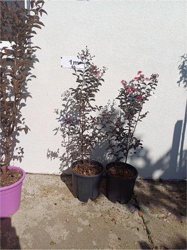 Black diamond bokros