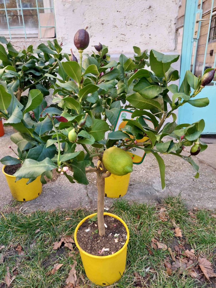 Citrom fonott és legyezős