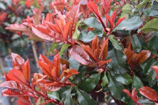 Korallberkenye magical vulcano