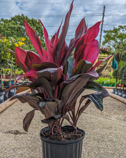 Cordyline
