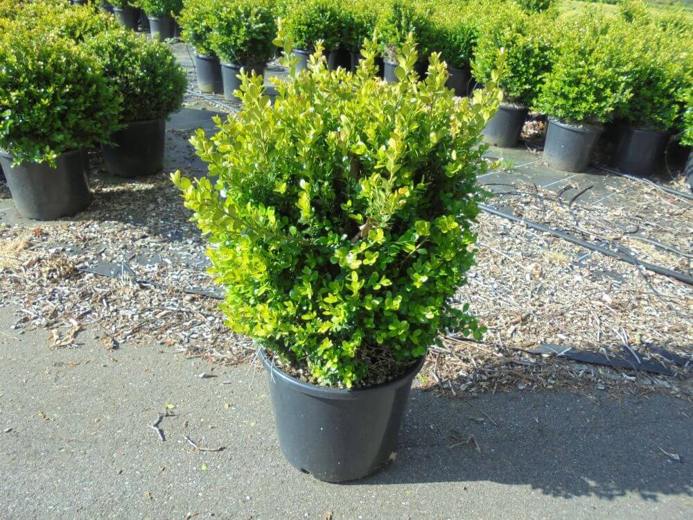 Buxus