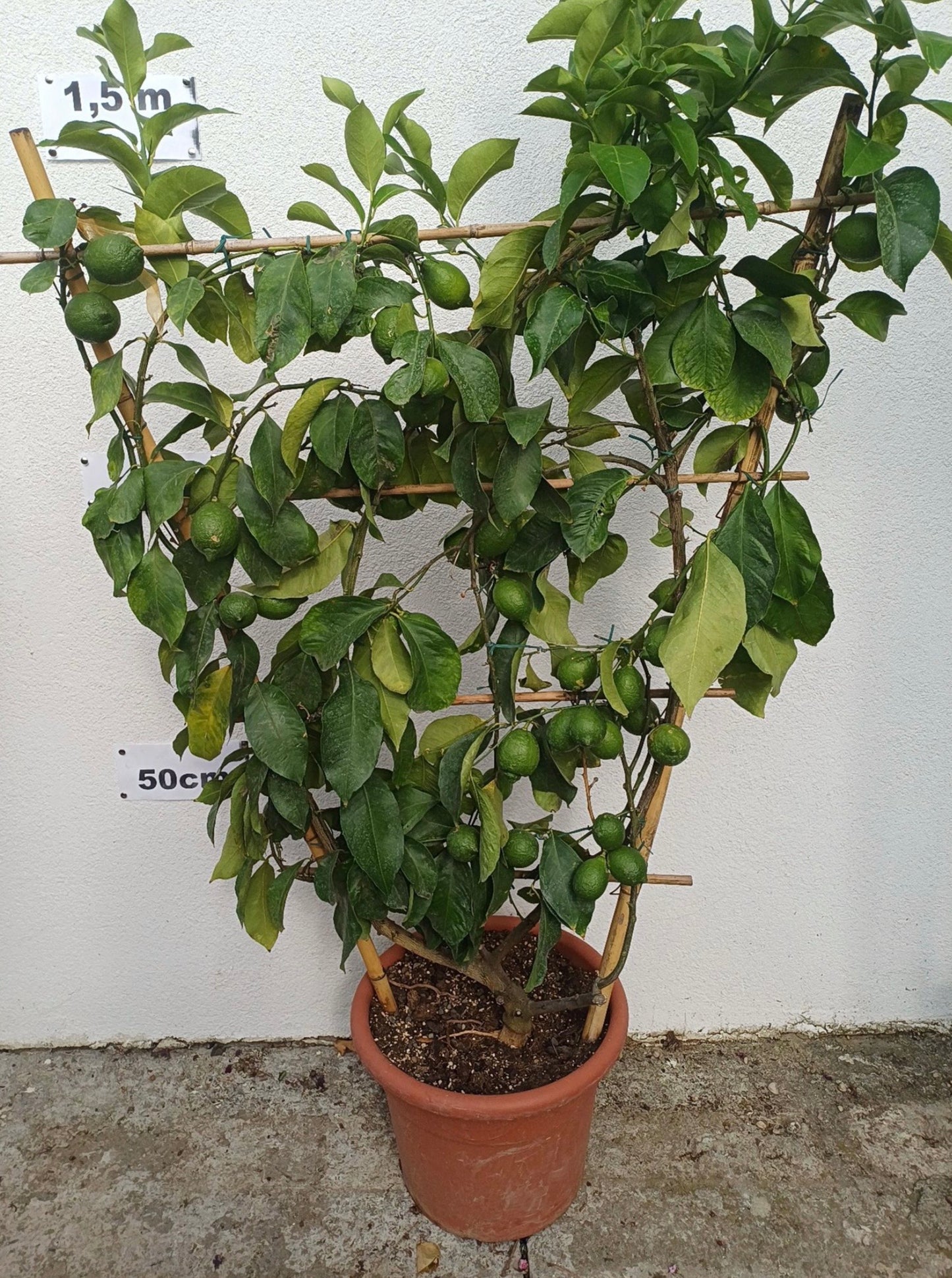 Citrom Spaletteri Közepes