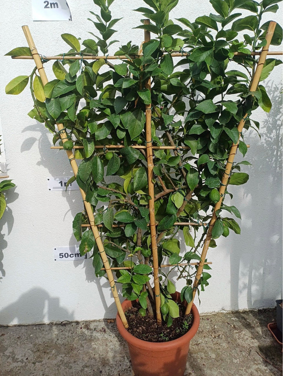 Citrom Spaletteri Óriás