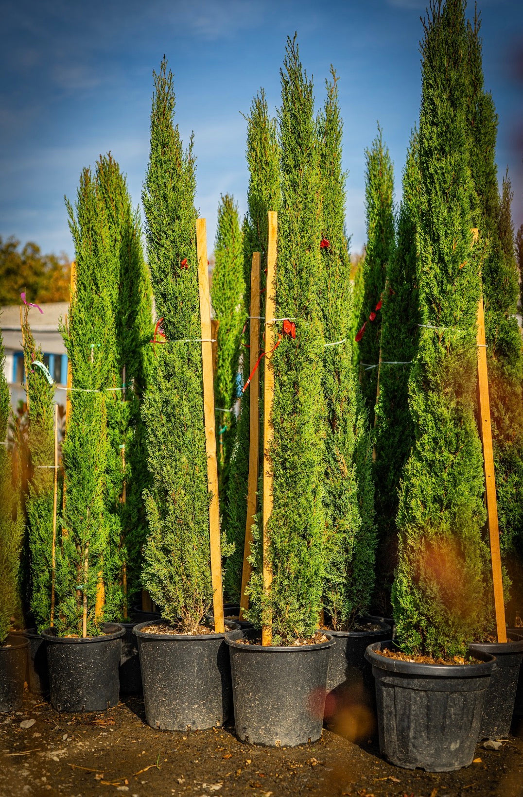 Leylandi cipruss piramidalis