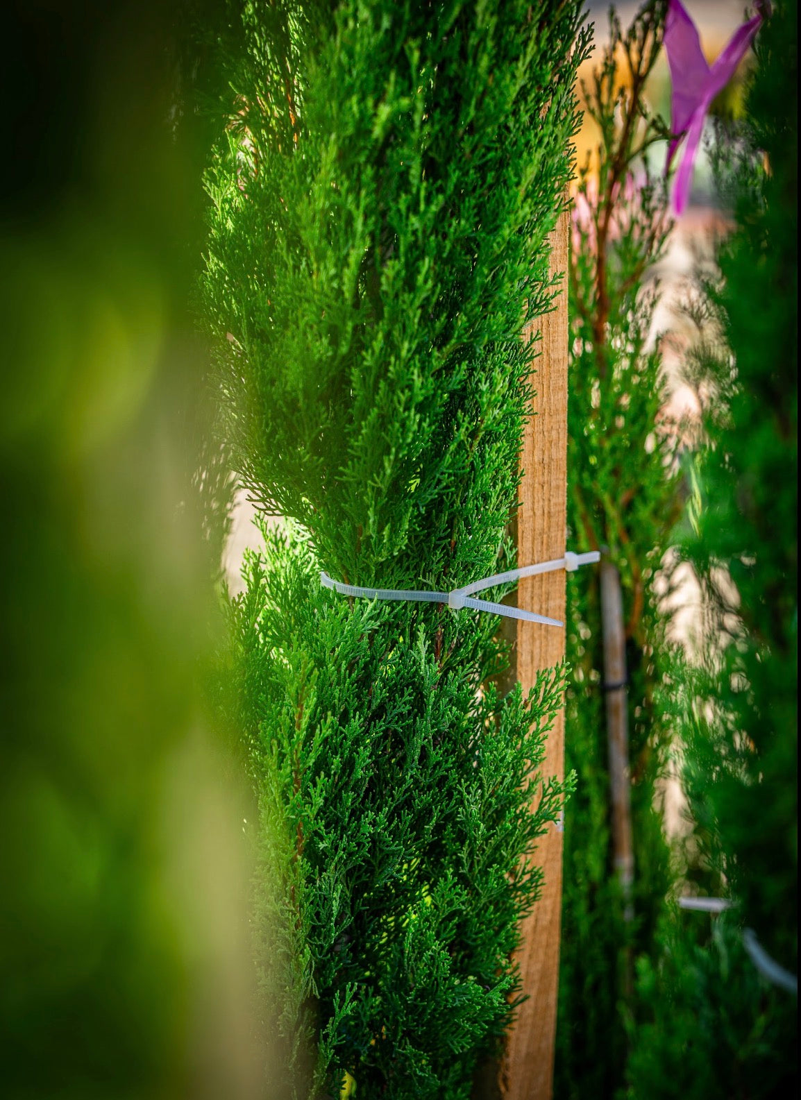 Leylandi ciprus totem 175-200cm