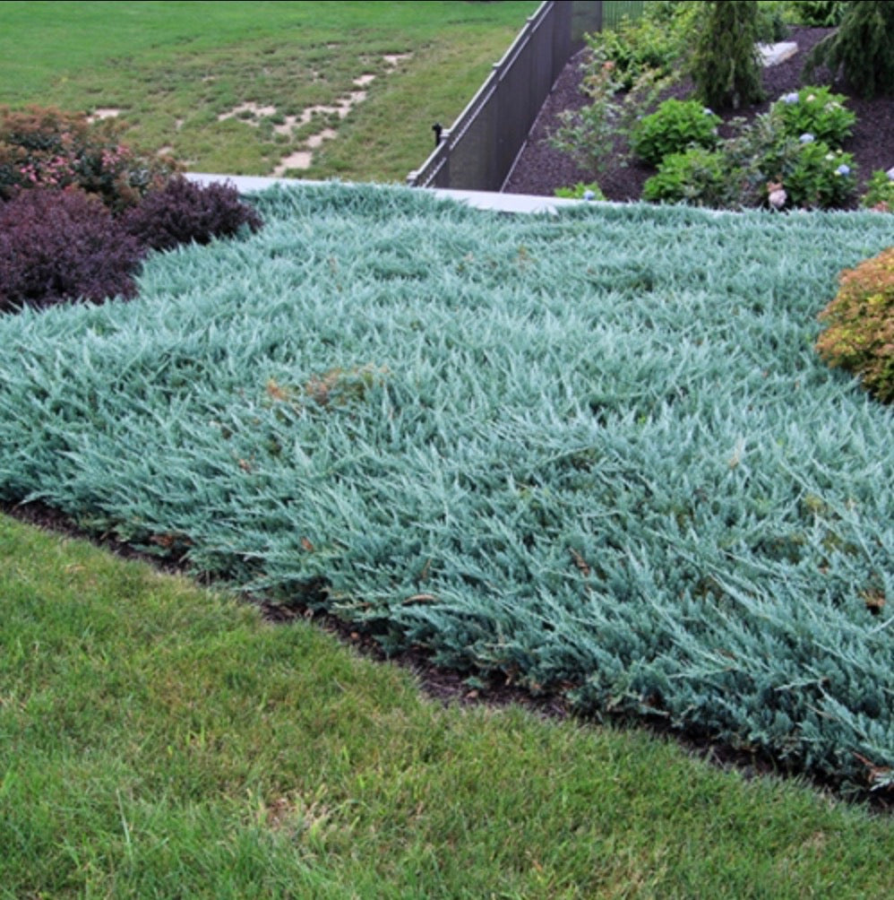 Horizontalis blue chip