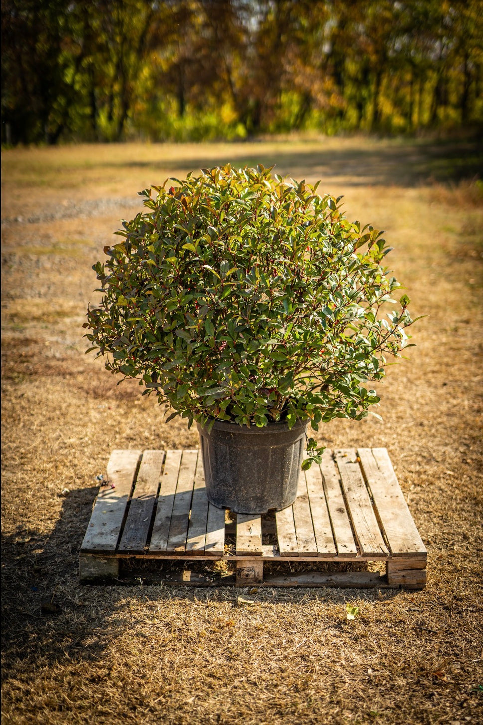 Carre rouge közepes bokor