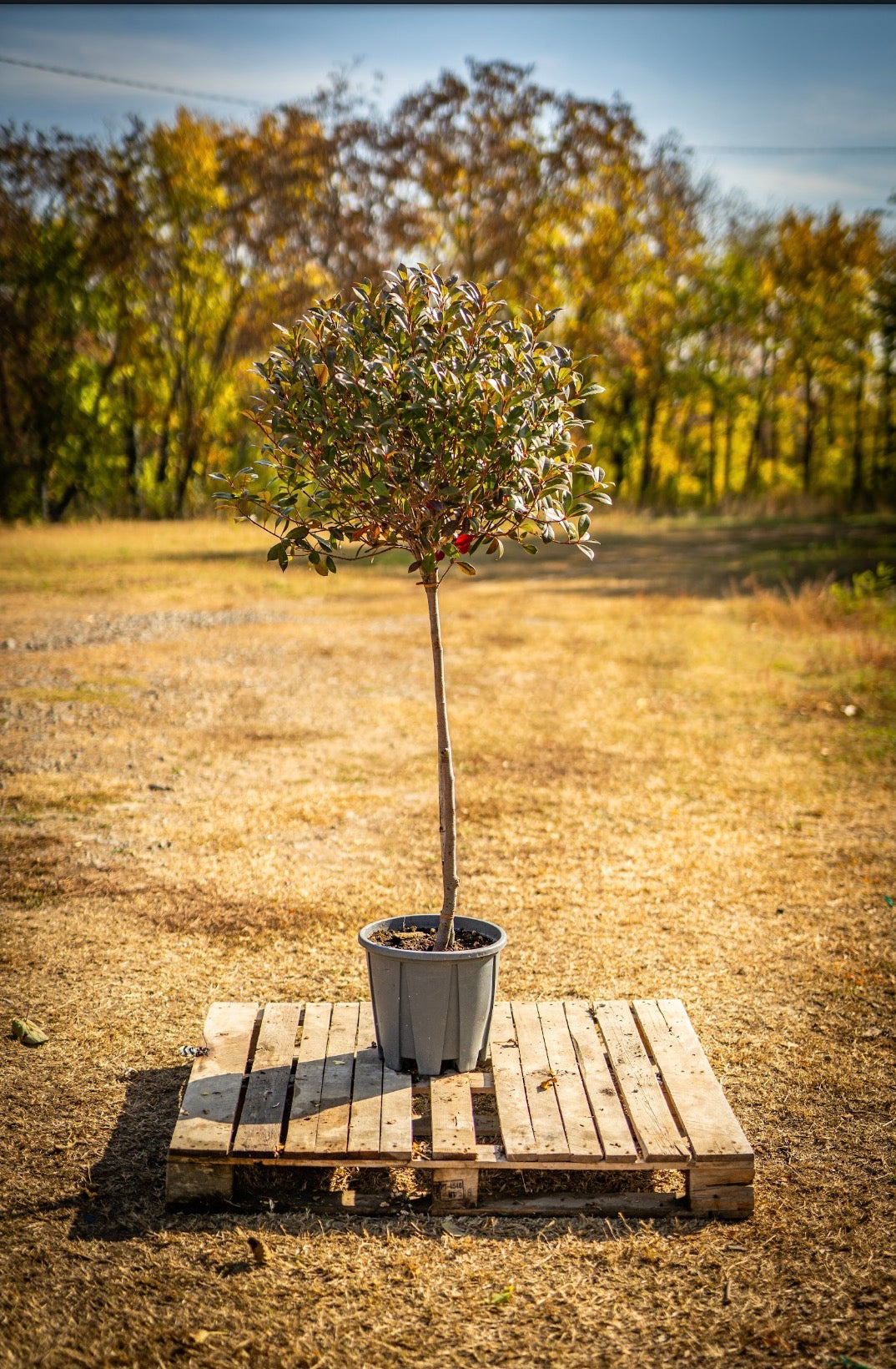Carre rouge törzses
