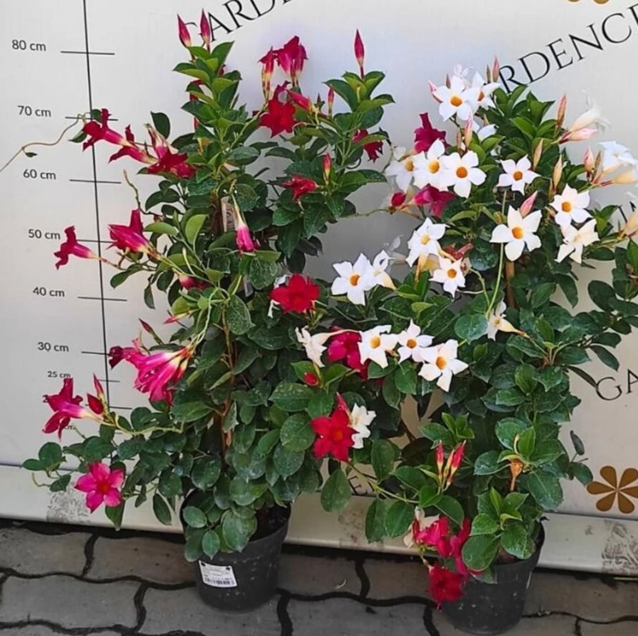 Tölcsérjázmin (Piros, fehér)