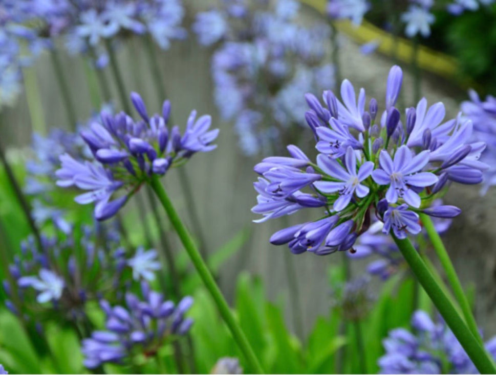 Nyári orgona (Lila, fehér, rózsaszín)