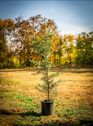 Leylandi ciprus bokor