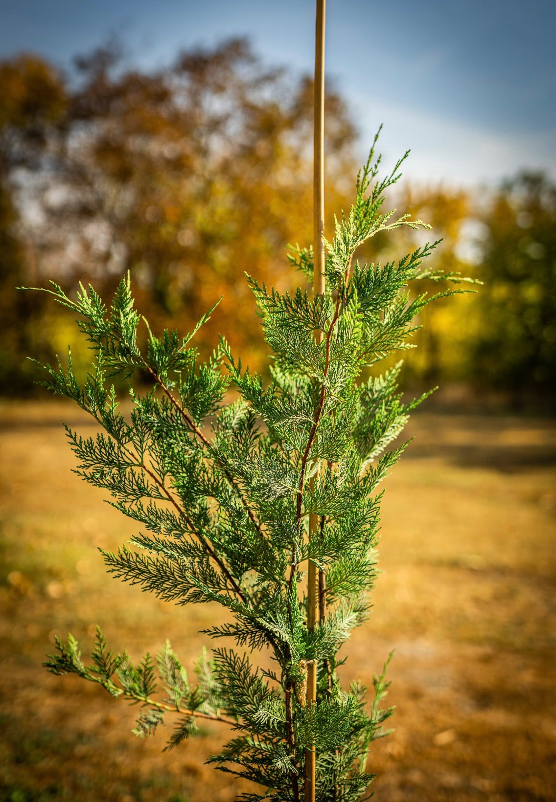 Leylandi ciprus bokor