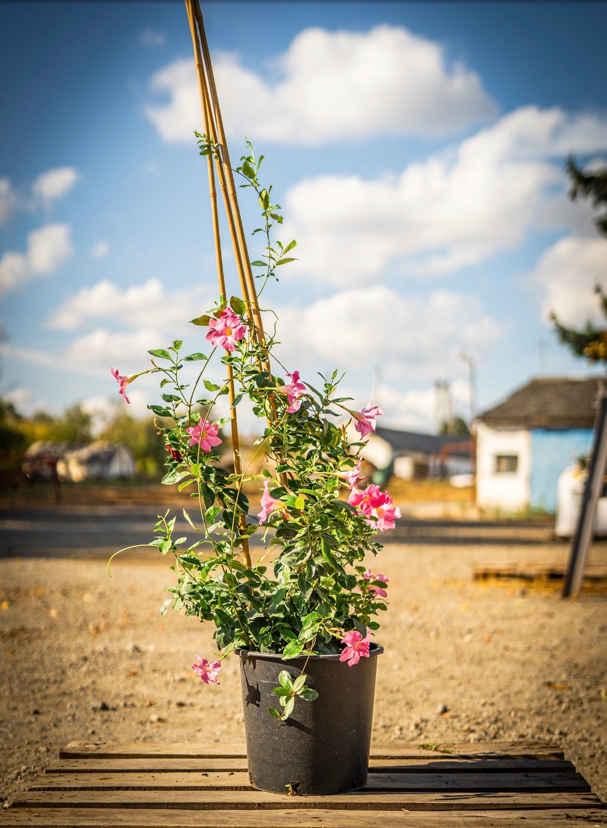 Tölcsérjázmin rózsaszín