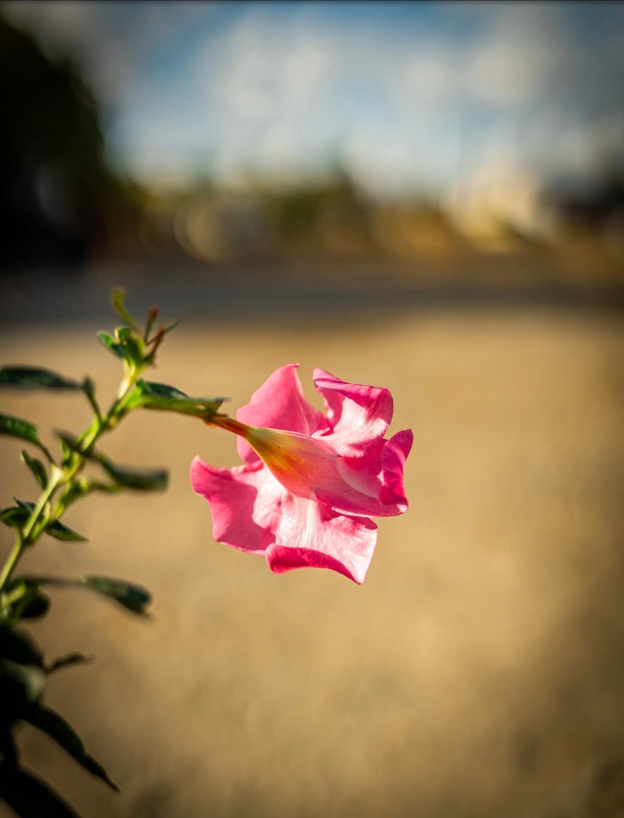 Tölcsérjázmin rózsaszín
