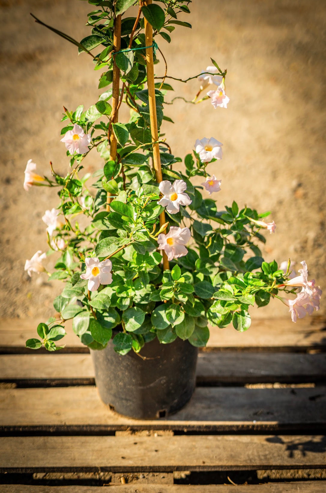 Tölcsérjázmin fehér