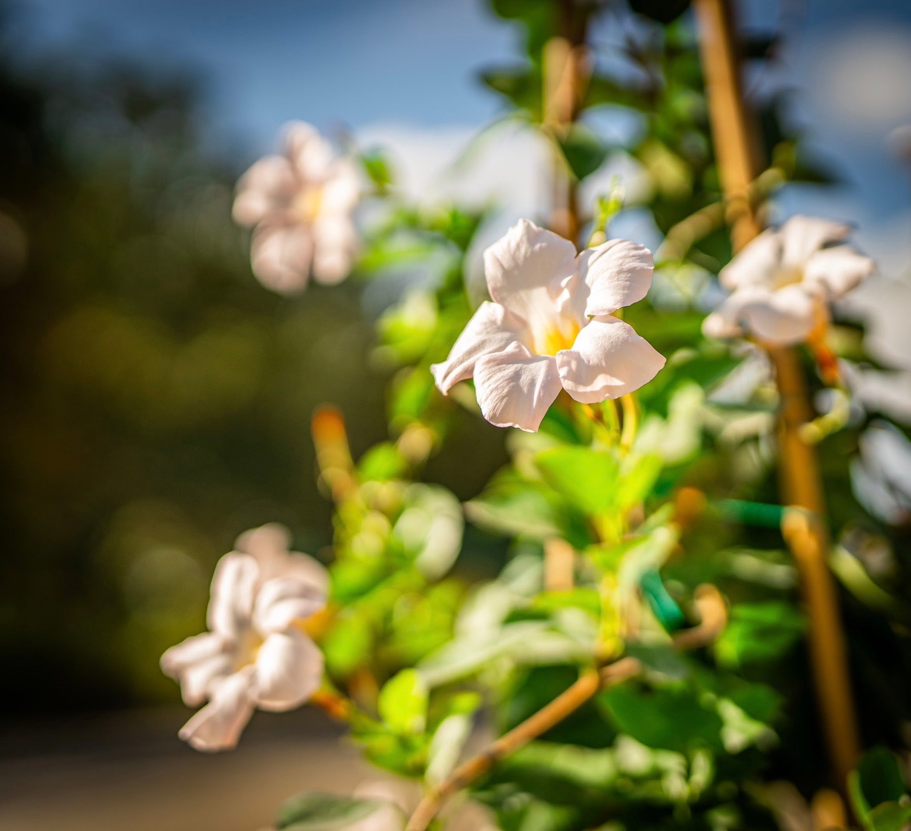 Tölcsérjázmin fehér